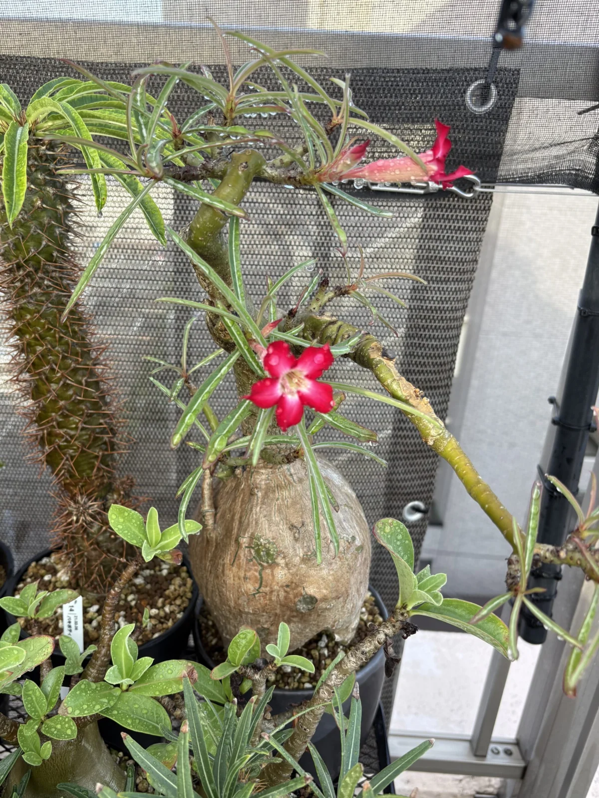 アデニウム　ソマレンセ　現地球　開花