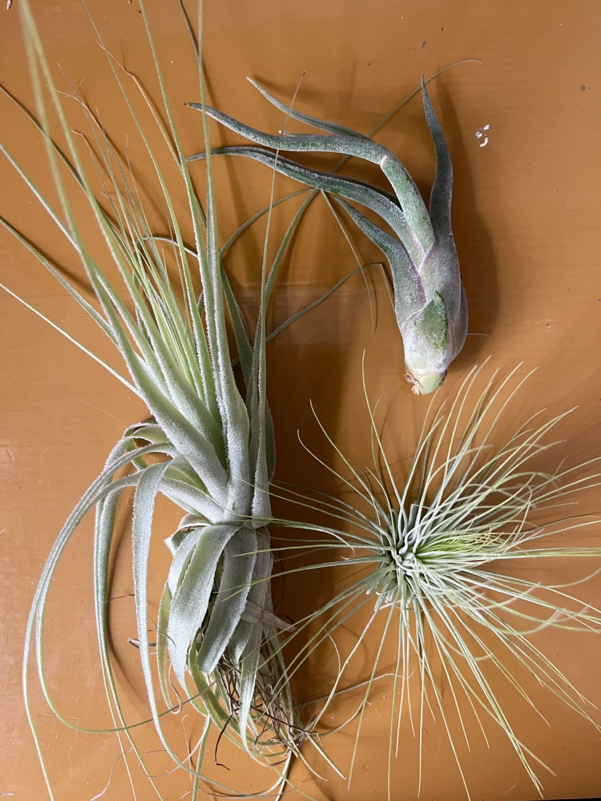 ティランジア　ダイソー