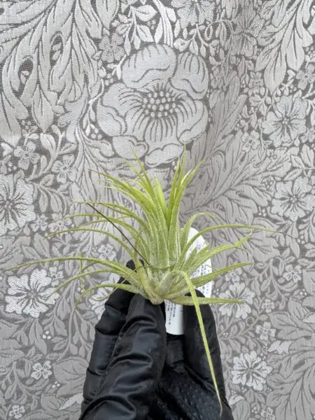 ティランジア　イオナンタ　白花　ホムセン