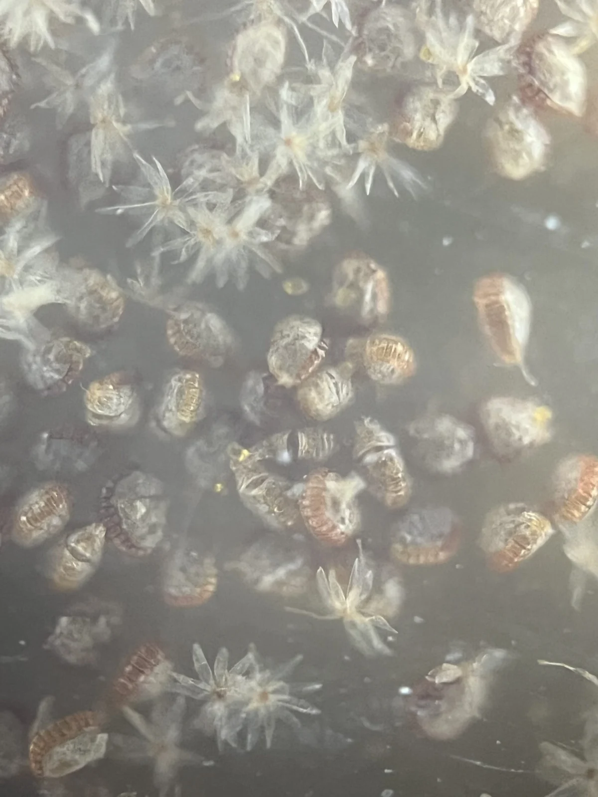 ビカクシダ　キヨヒメ　胞子