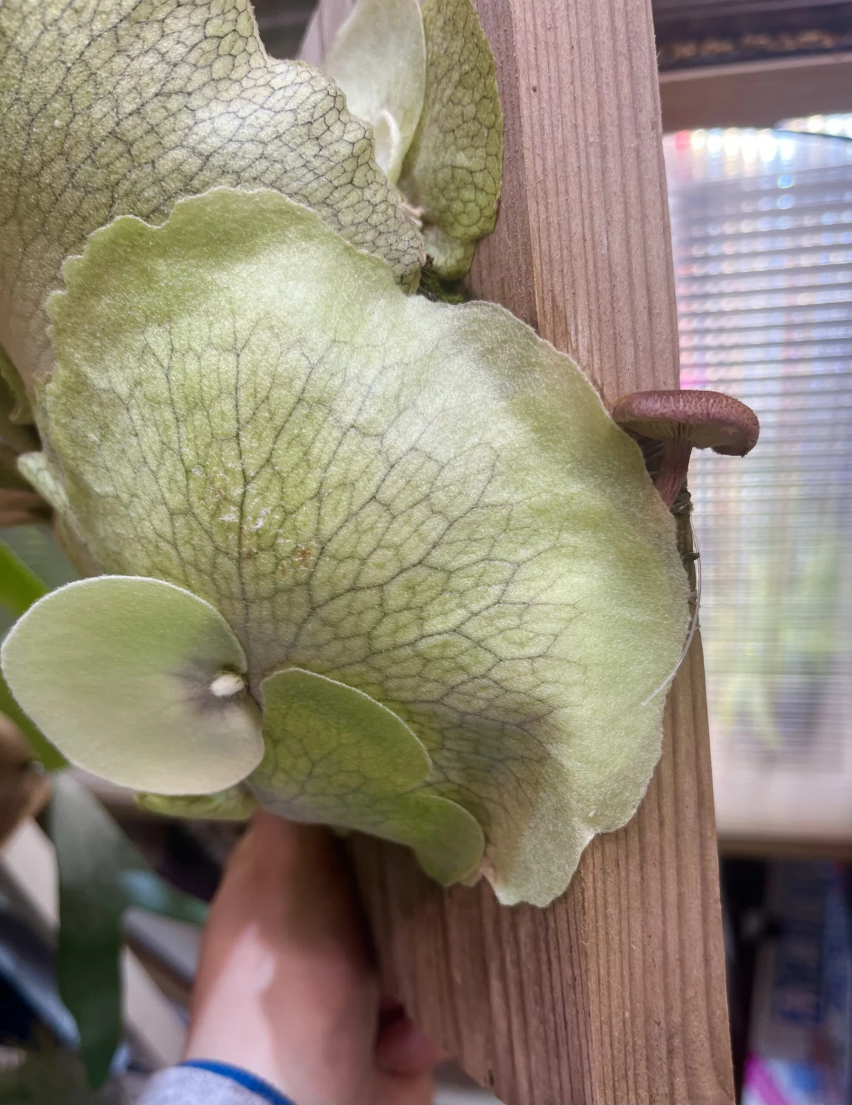 ビカクシダ　ウィリンキー　フロムバリ