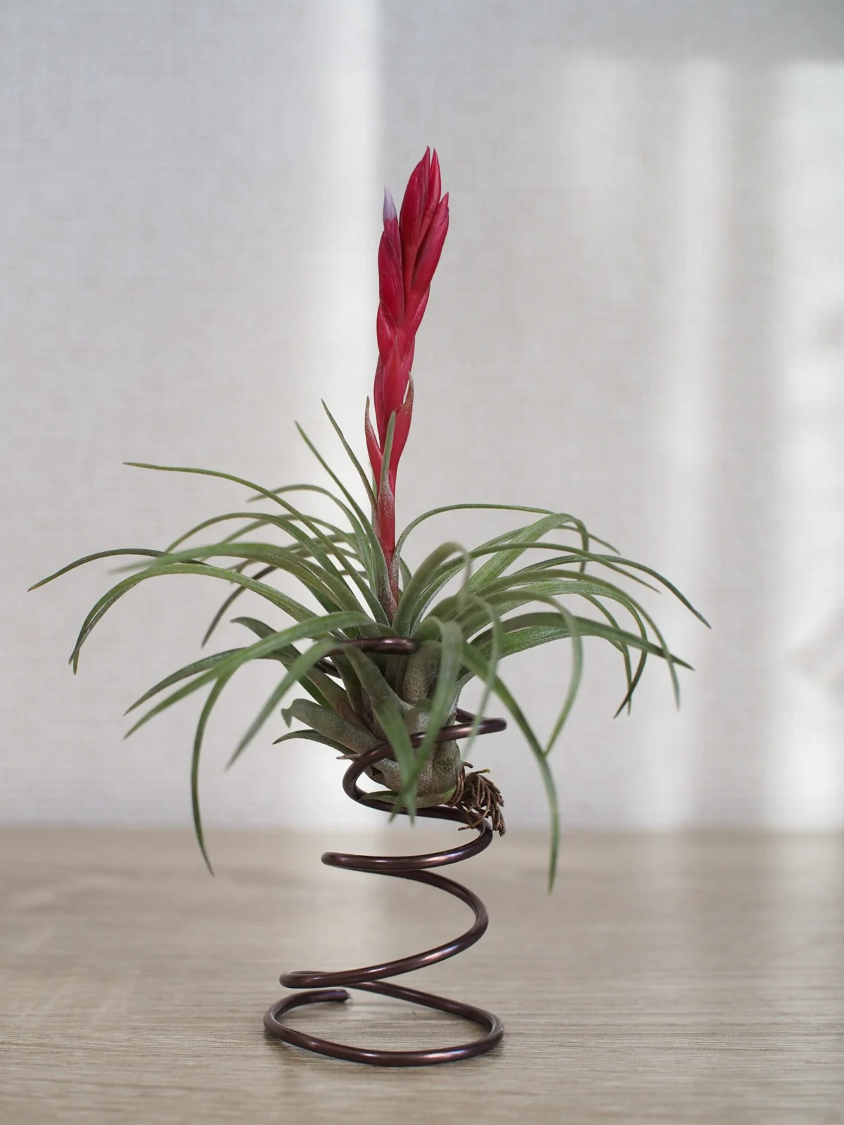 ティランジア　カネッセンス