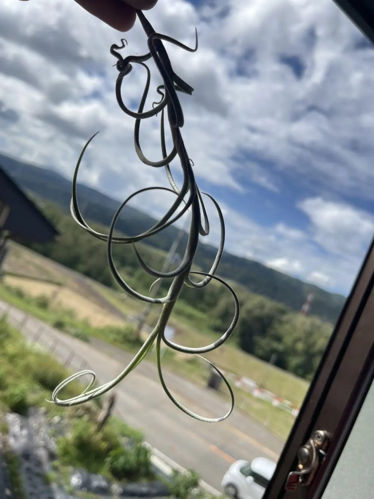 ドゥラティとクロカータ　交配