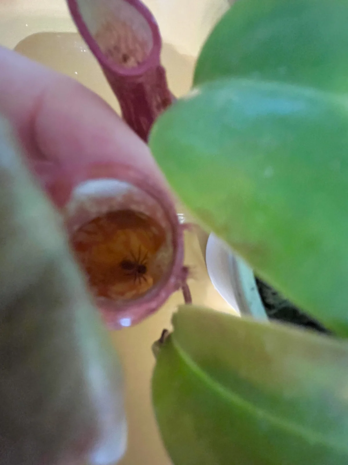 ネペンテス　ガヤ