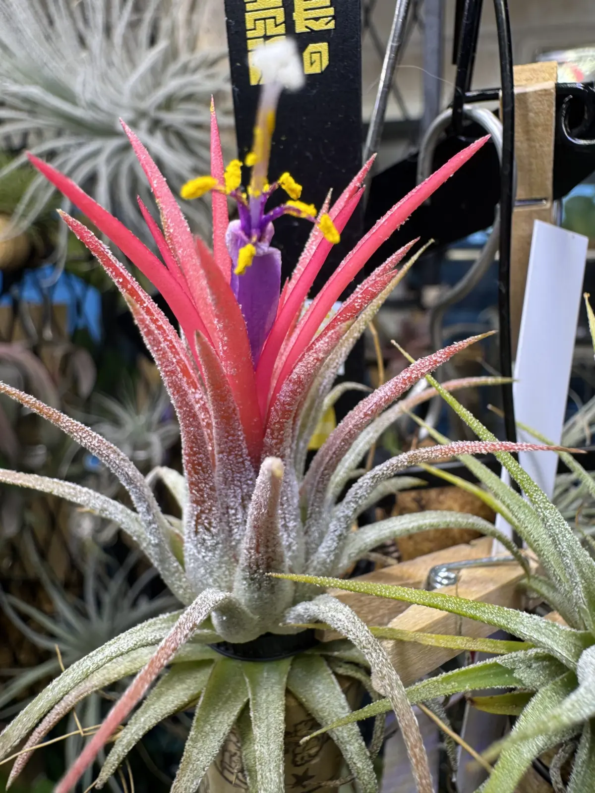 ティランジア　イオナンタ　フエゴ　白雪姫　花