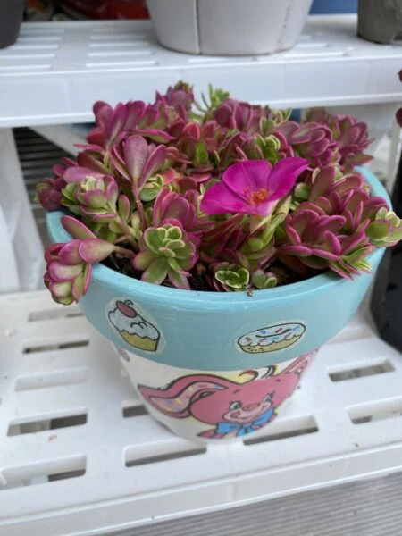 ポーチュラカ マジカルキューティー 斑入り 花 ホムセン
