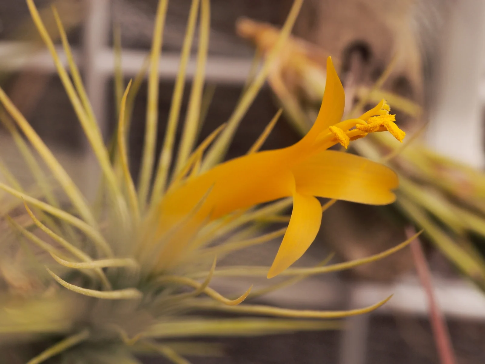 ティランジア　ドミンゴズフンキアナ　開花　フンキアナ