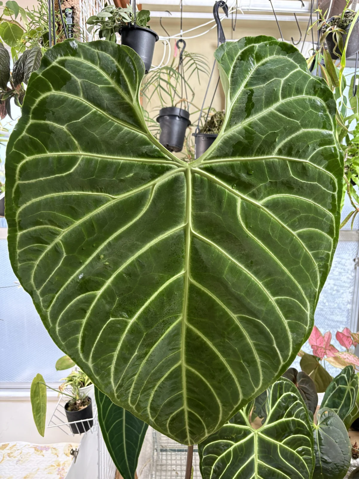 アンスリウム　レガレ