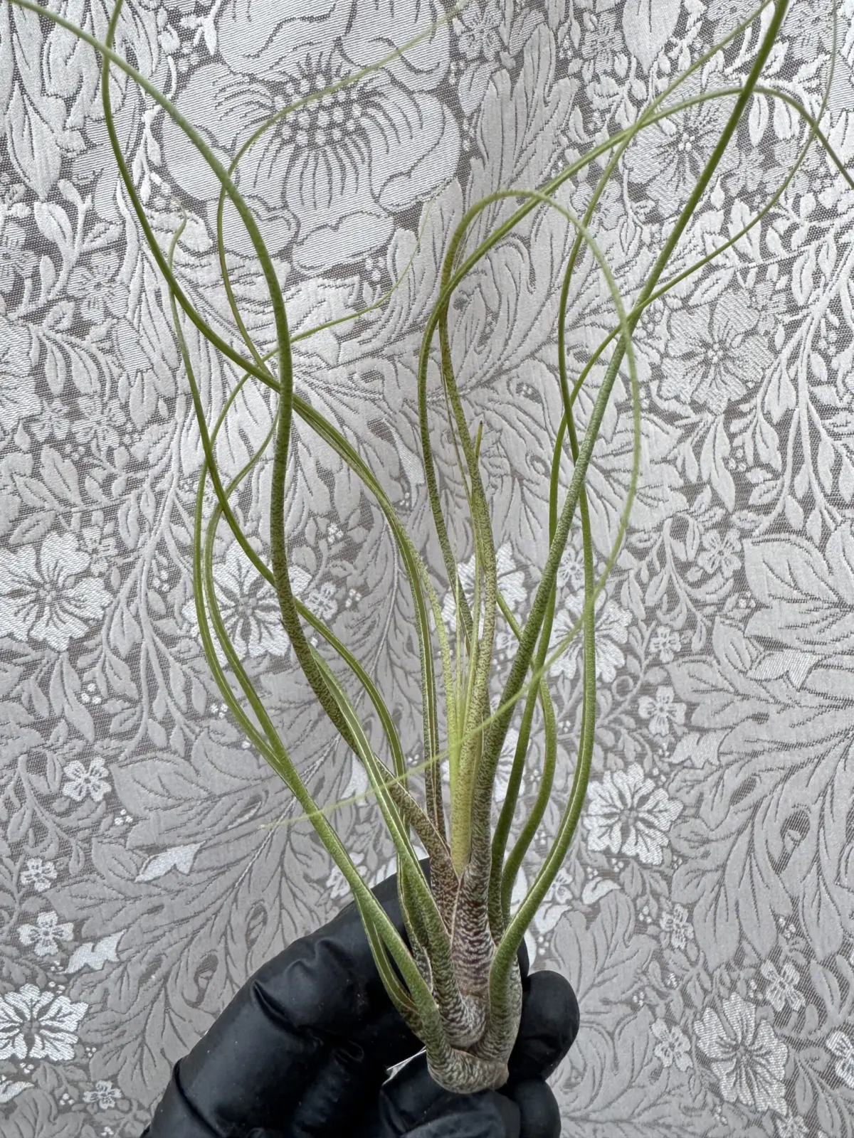 ティランジア　ブッツィー　ホムセン