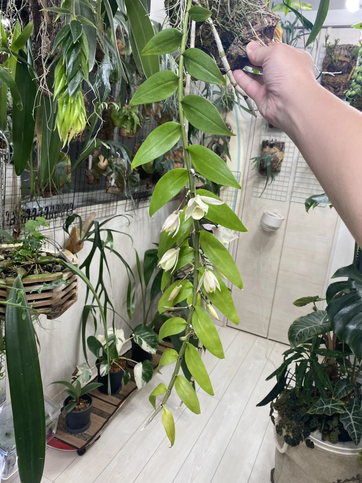 デンドロビウム