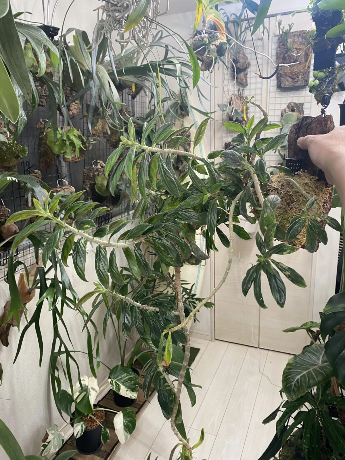 コルムネア　シーディアナ　メキシコ