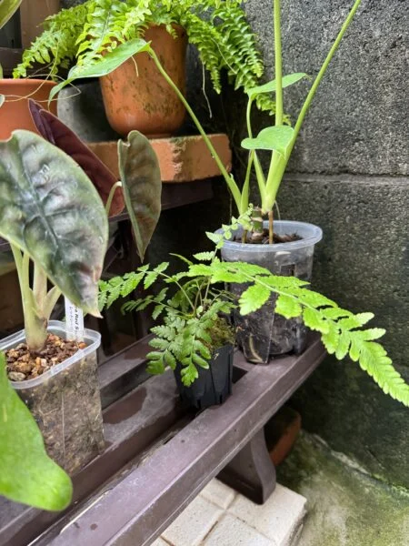 野良シダ　雑草