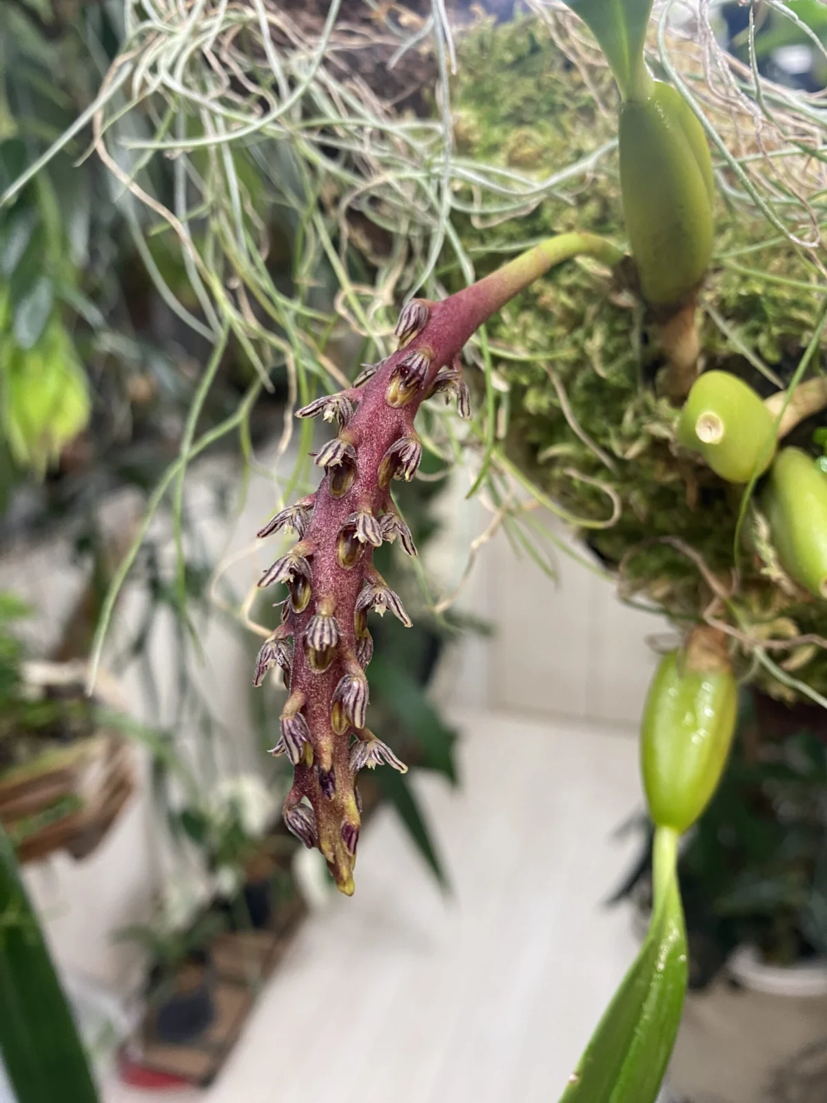 バルボフィラム　サウロサファラム