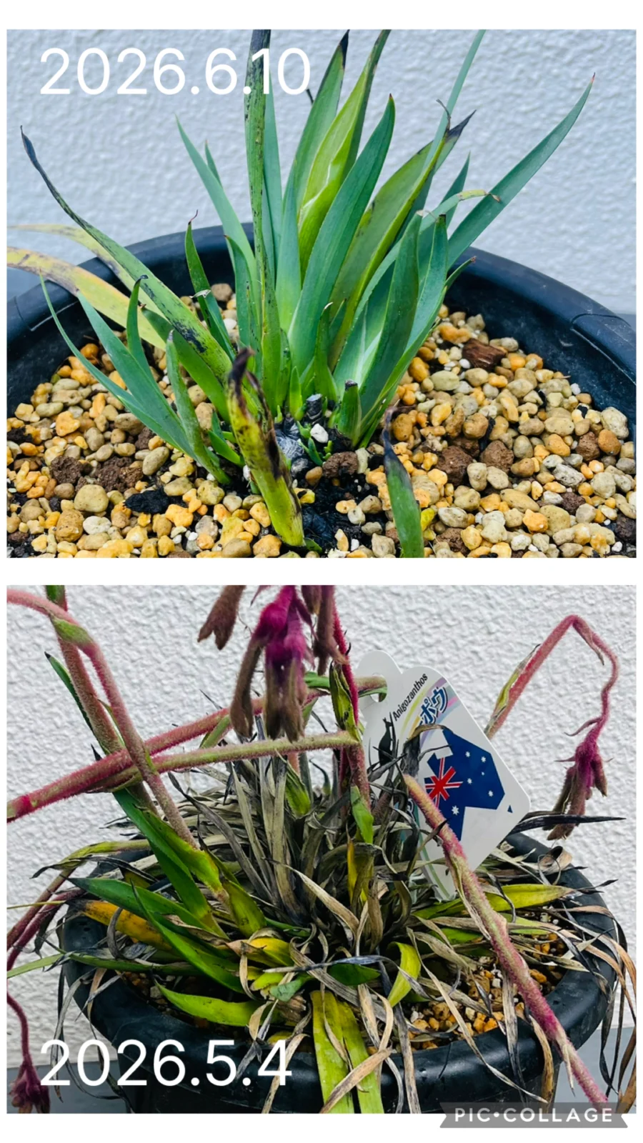 カンガルーポー レッドアンドグリーン 植替えからの復活