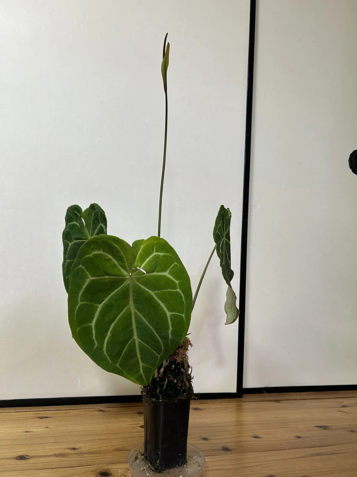 アンスリウム　クリスタリナム　花