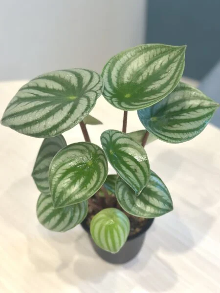 ペペロミア サンデルシー スイカぺぺ