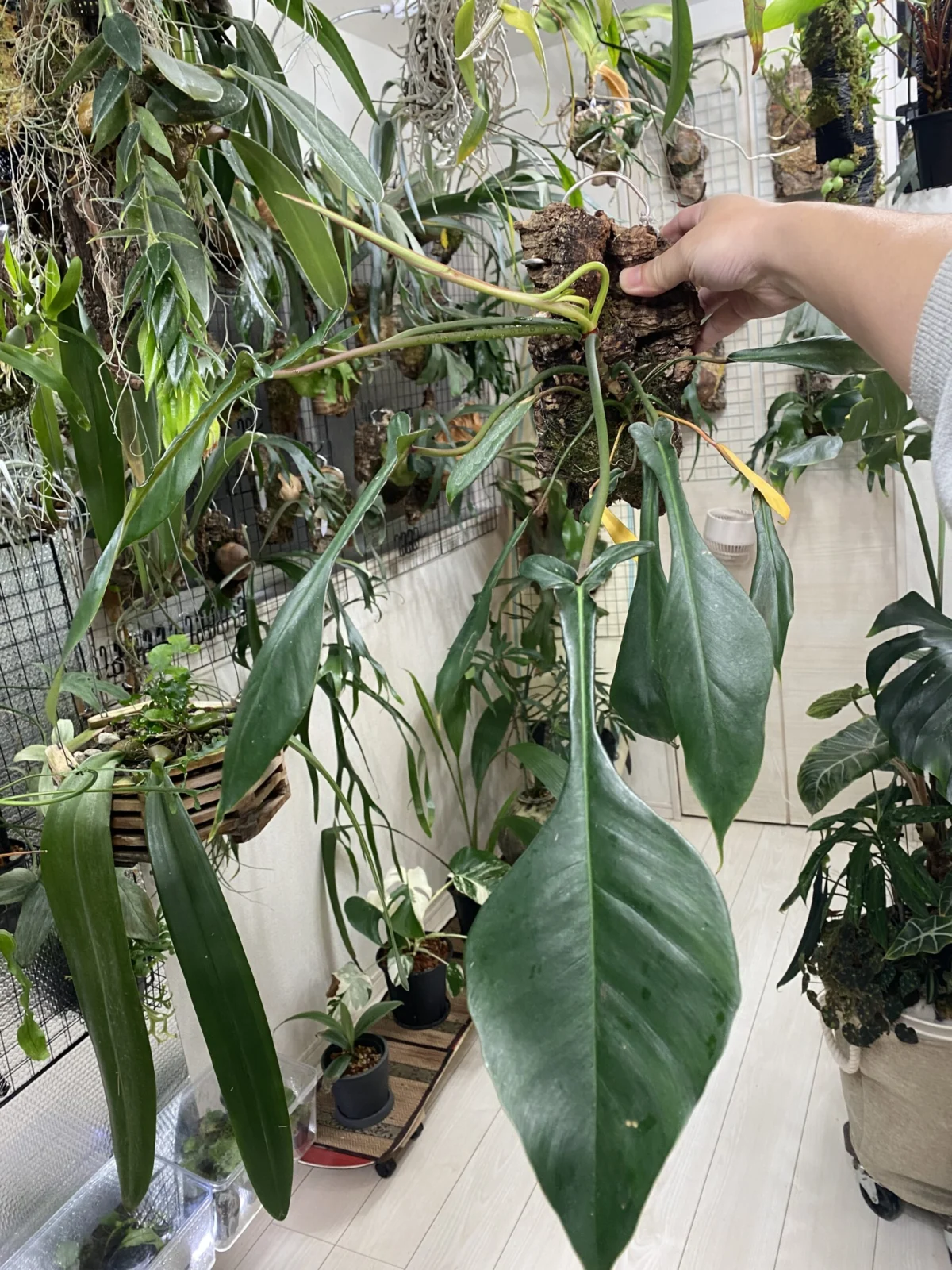 フィロデンドロン　ジョーピー