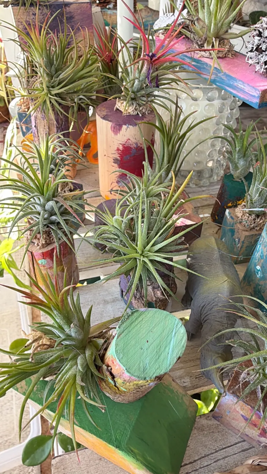 ティランジア イオナンタフエゴ