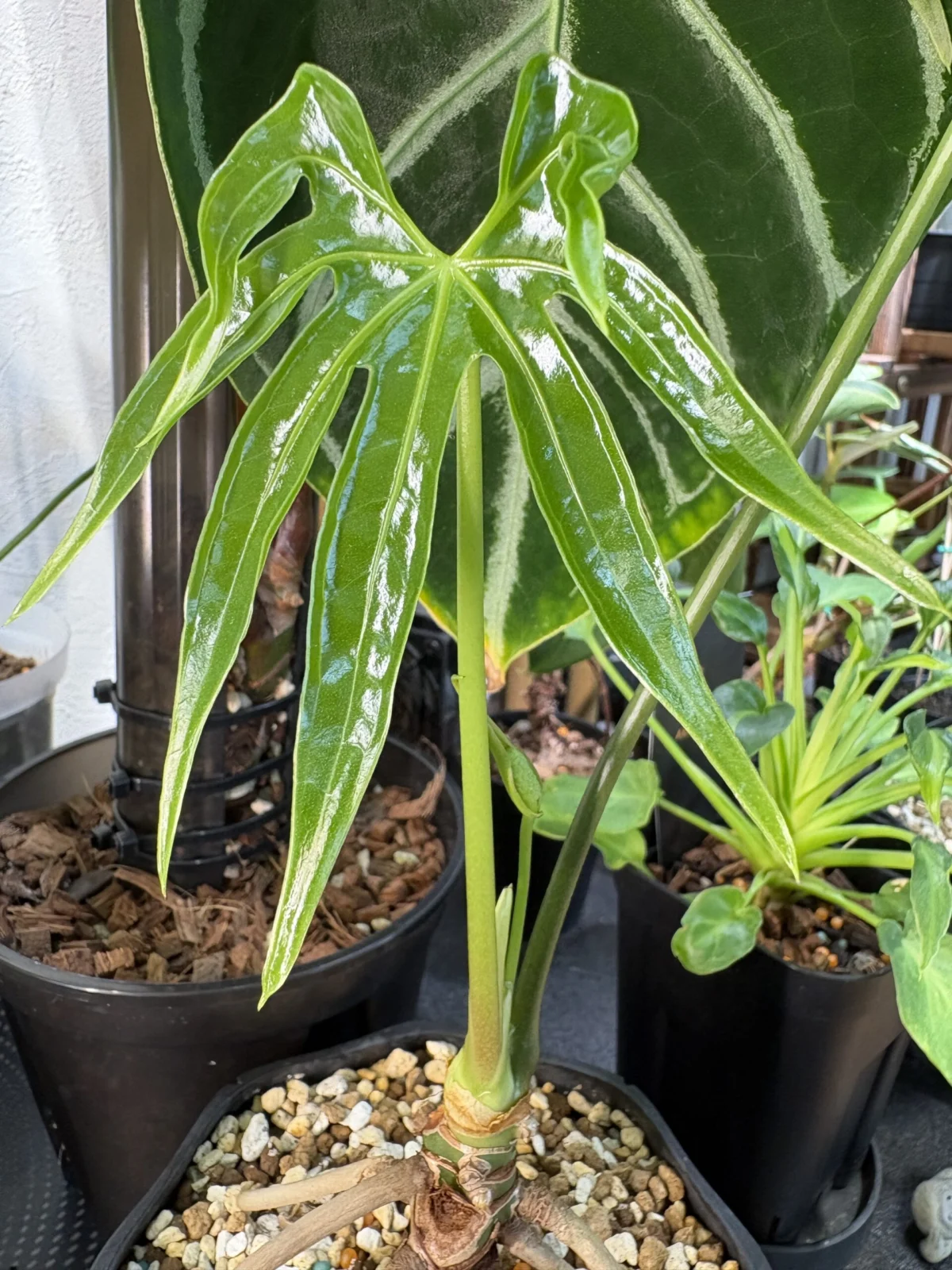 アンスリウム　ペダトラディアツム　新芽　花芽