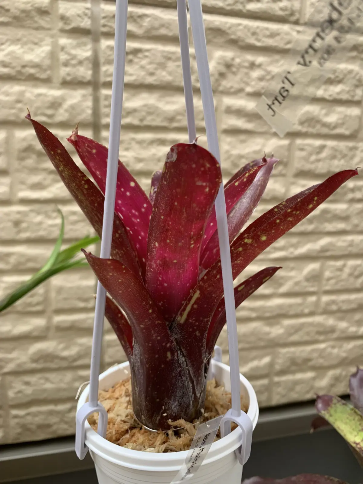 ネオレゲリア　マルチカラー