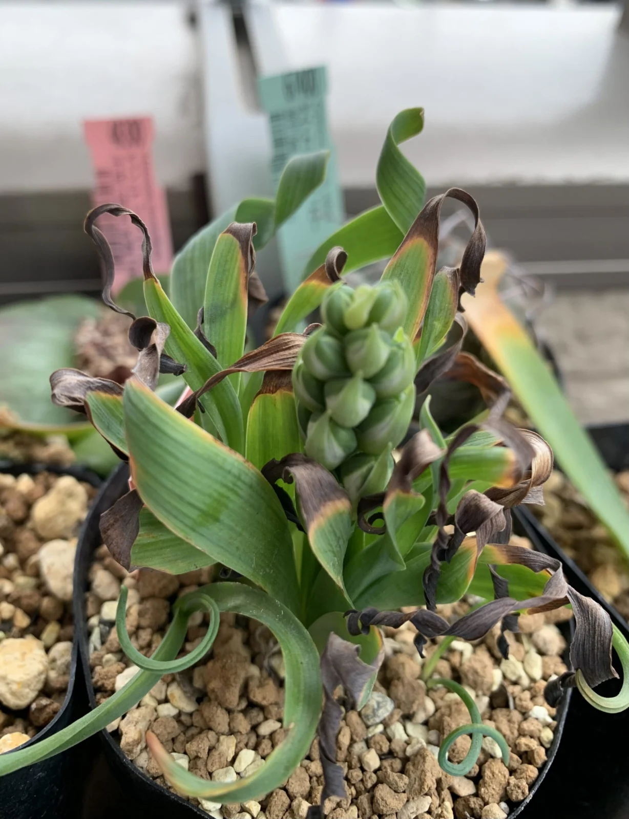 ケープバルブ　アルブカ　コンコルディアナ　ツボミ