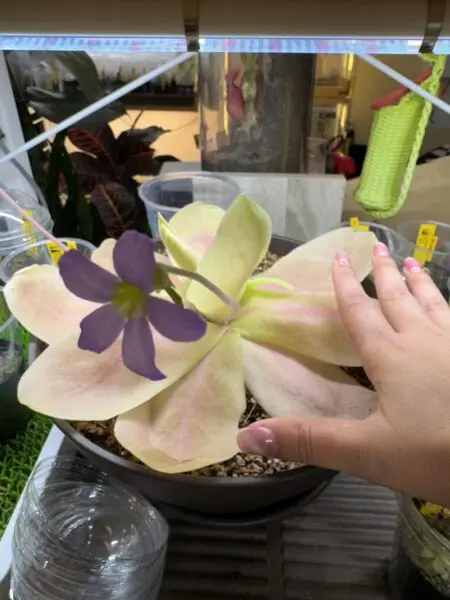 ピンギキュラ ギガンテア レッドフォーム (食虫植物)