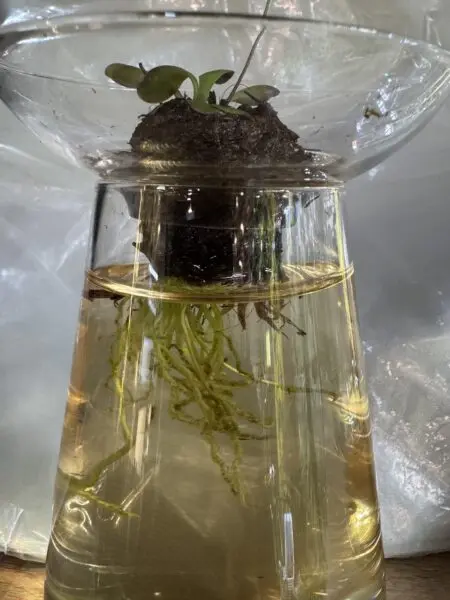 ゲンリセア ヒスピズラ (食虫植物)