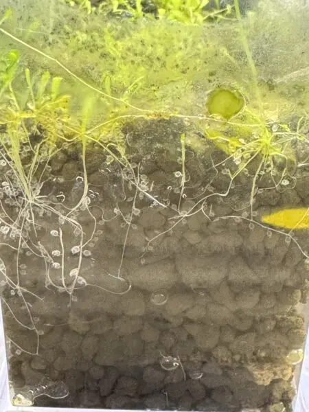 ウトリクラリア サンダーソニー (食虫植物) ウサギゴケ