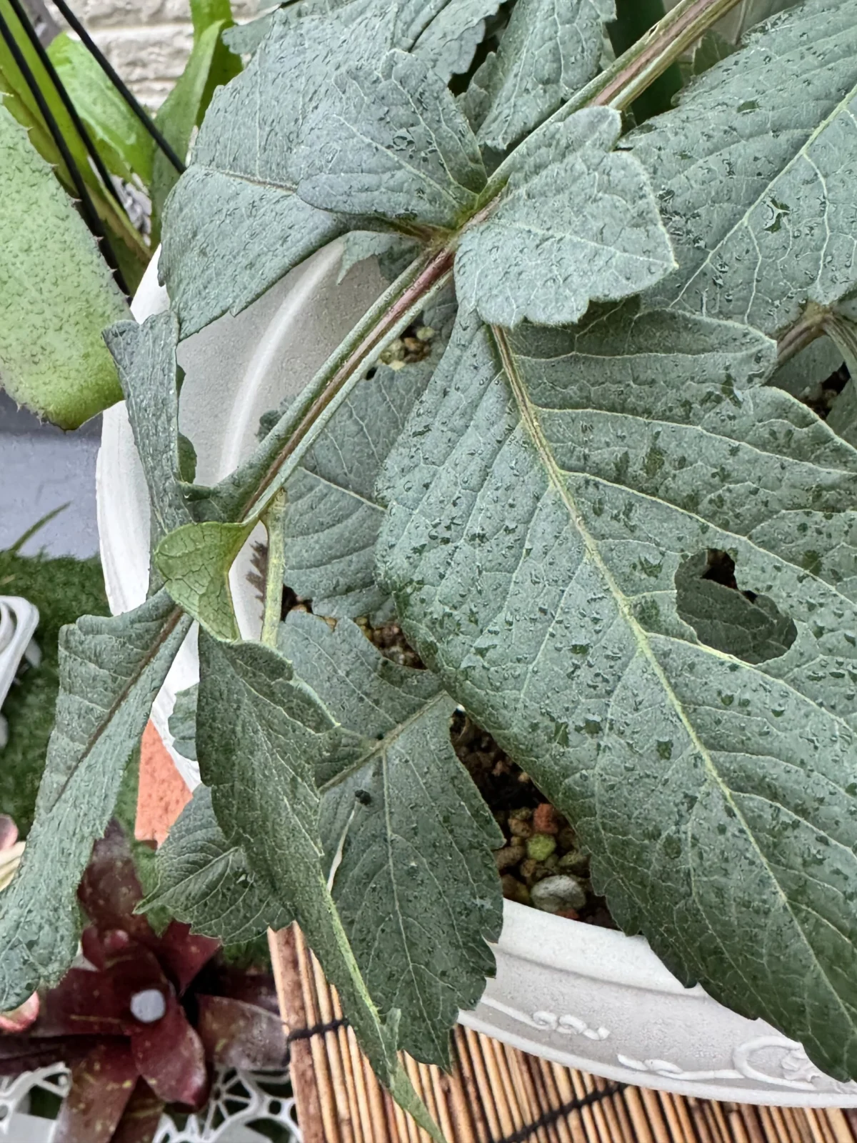 ダリア 害虫 シャクトリムシ