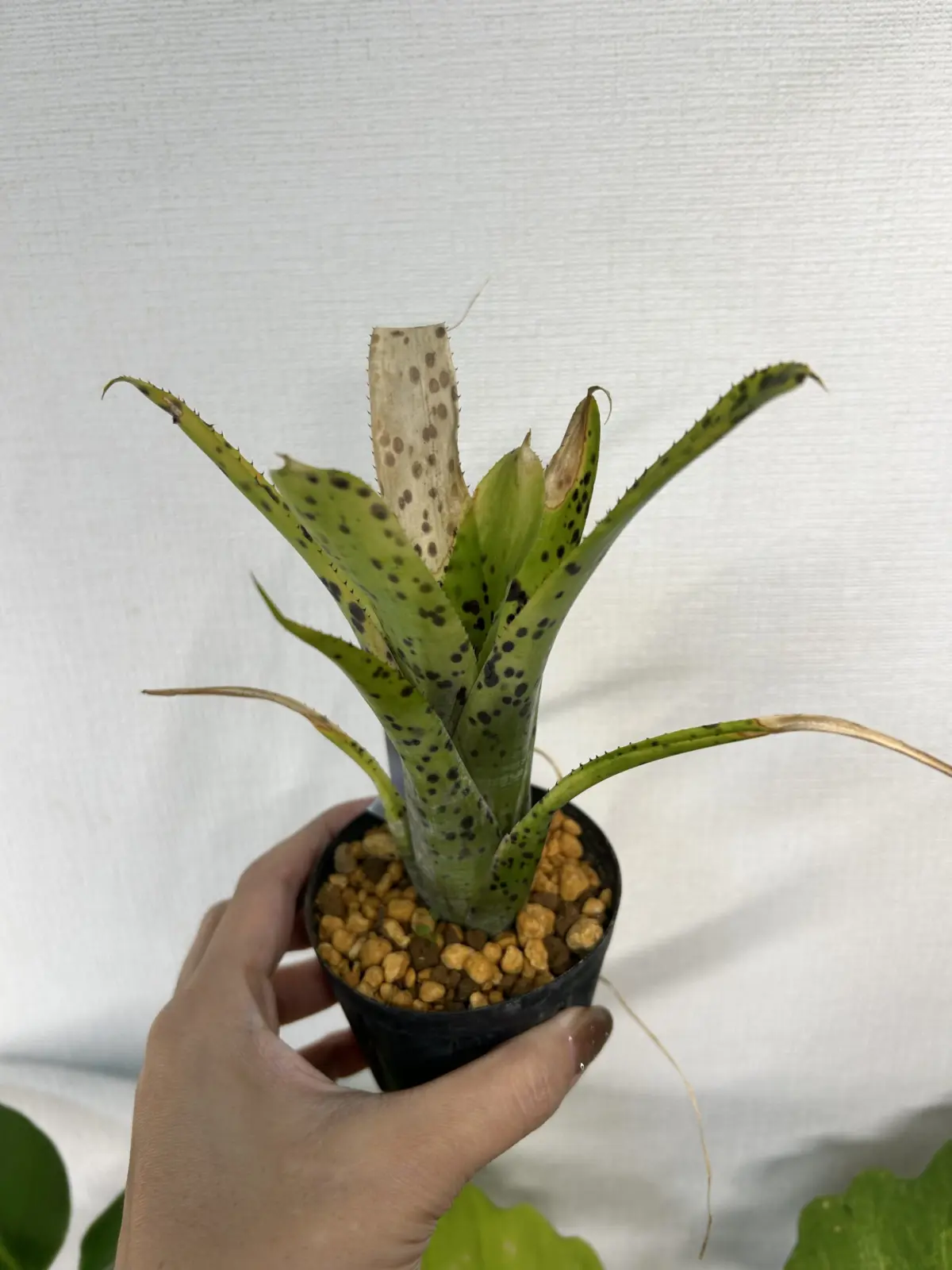 ネオレゲリア　品種不明