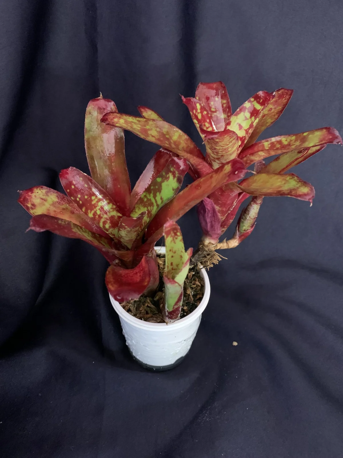 ネオレゲリア　リリープー