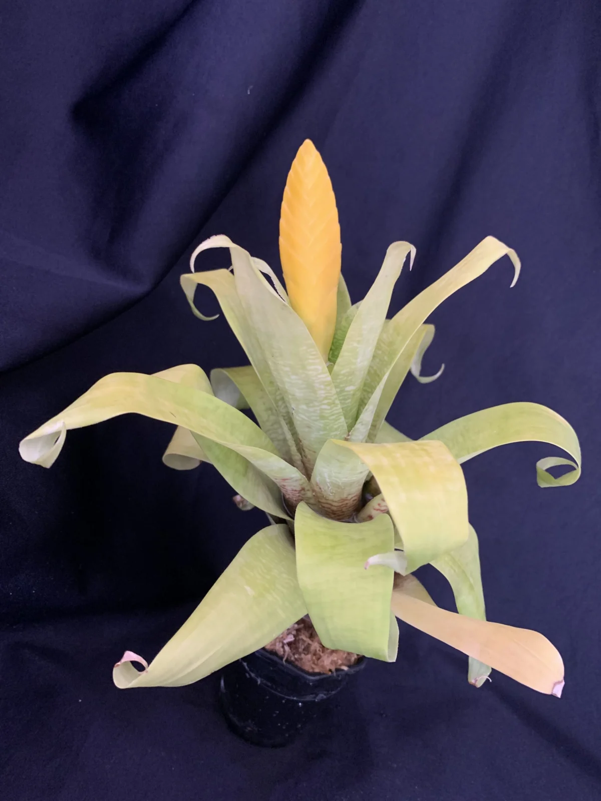 ゴウダエア　オスピナエ　花序