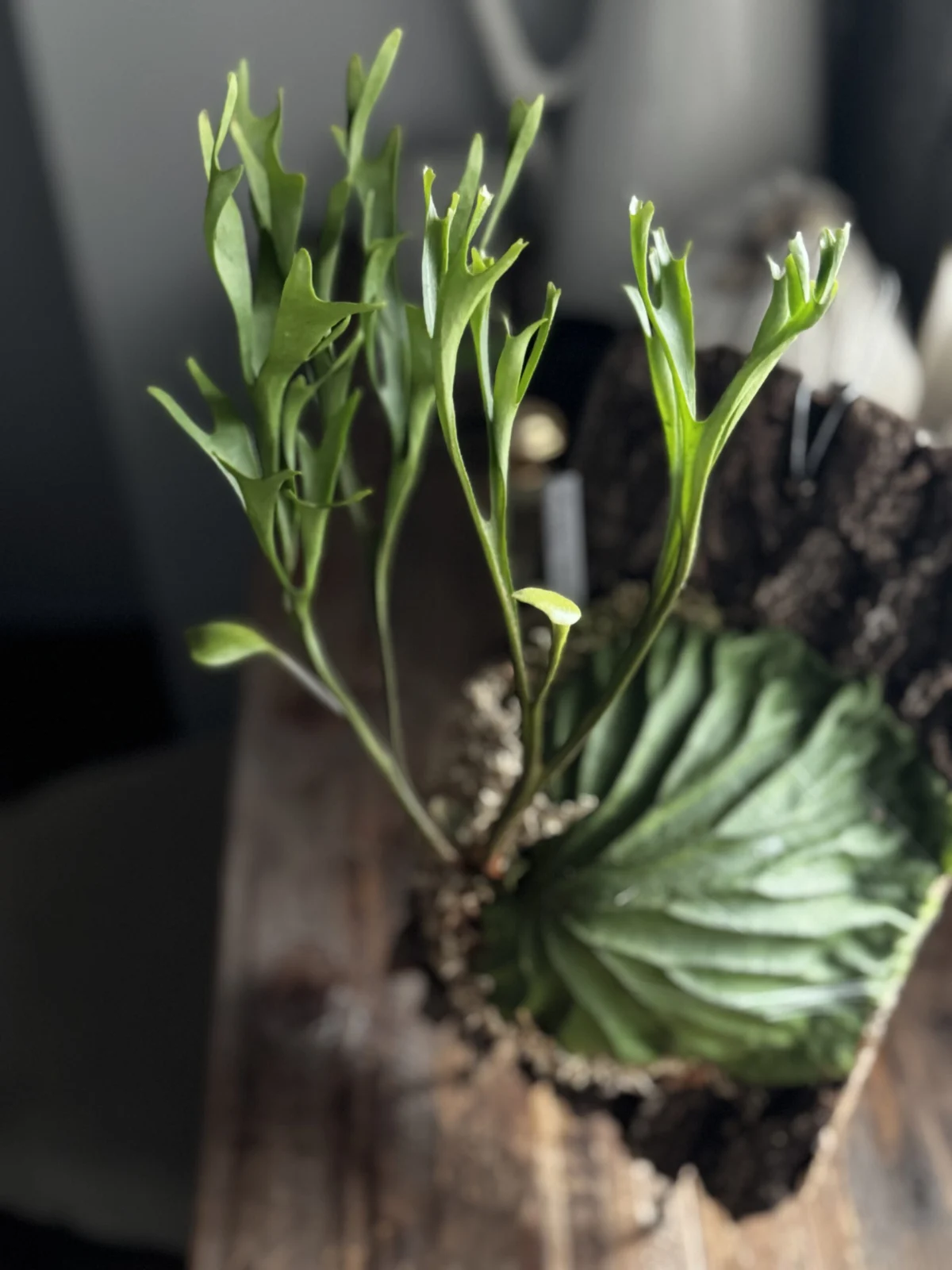 ビカクシダ – Plants Navi