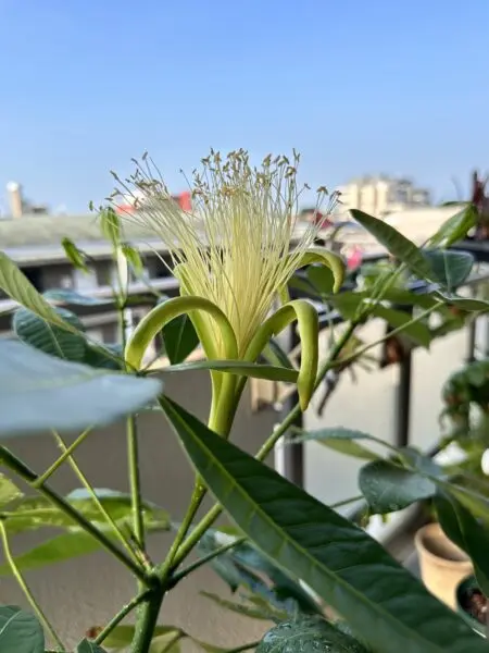 パキラ　花