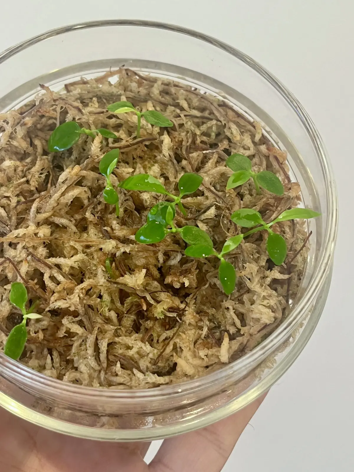 ホヤ　フィンレイソニー　種　発芽　成長中