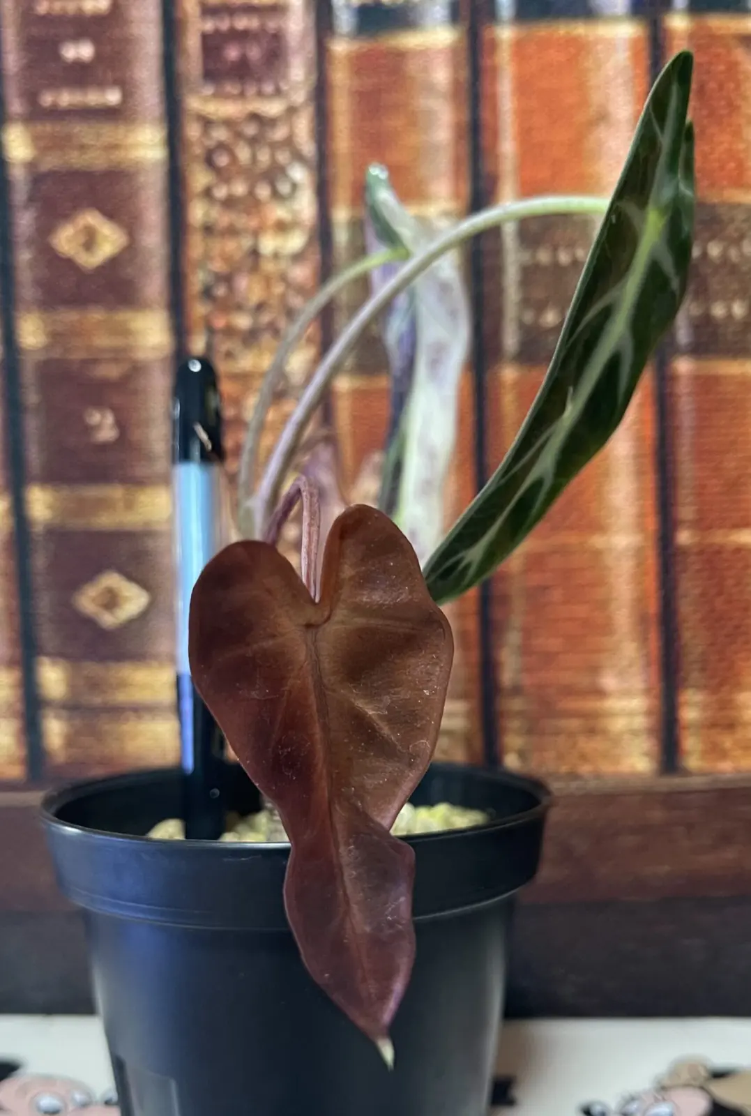 アロカシア　バンビーノ斑入り