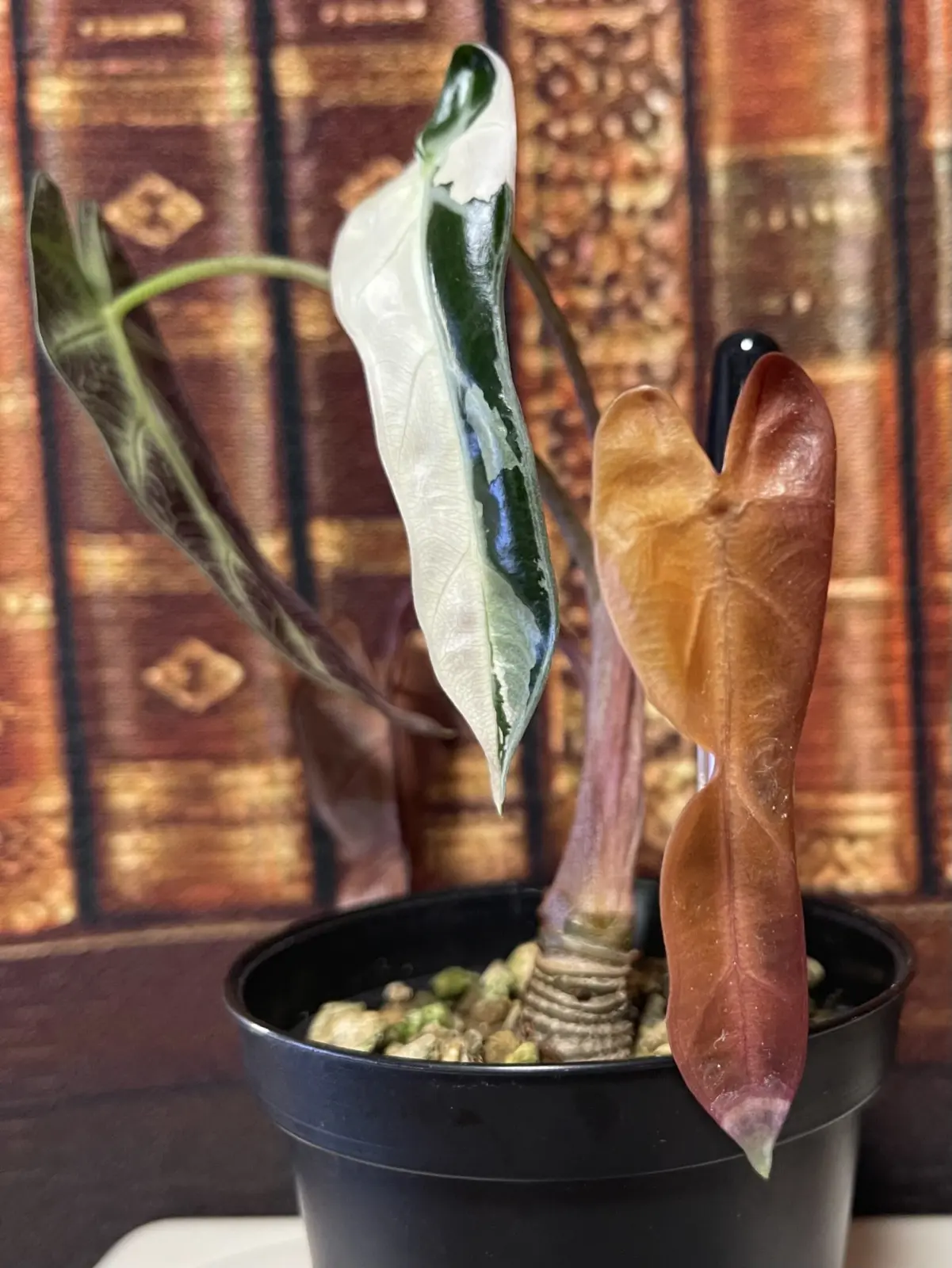 アロカシア　バンビーノ斑入り