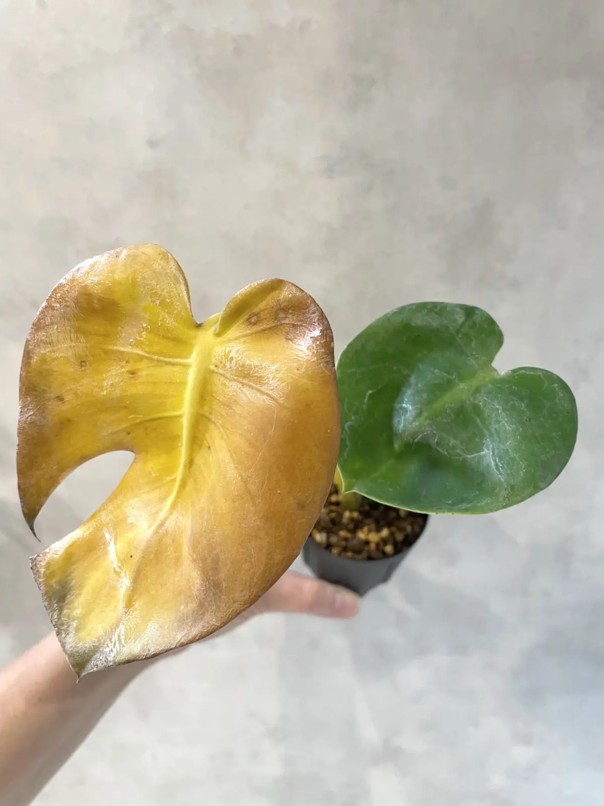 モンステラ 福助