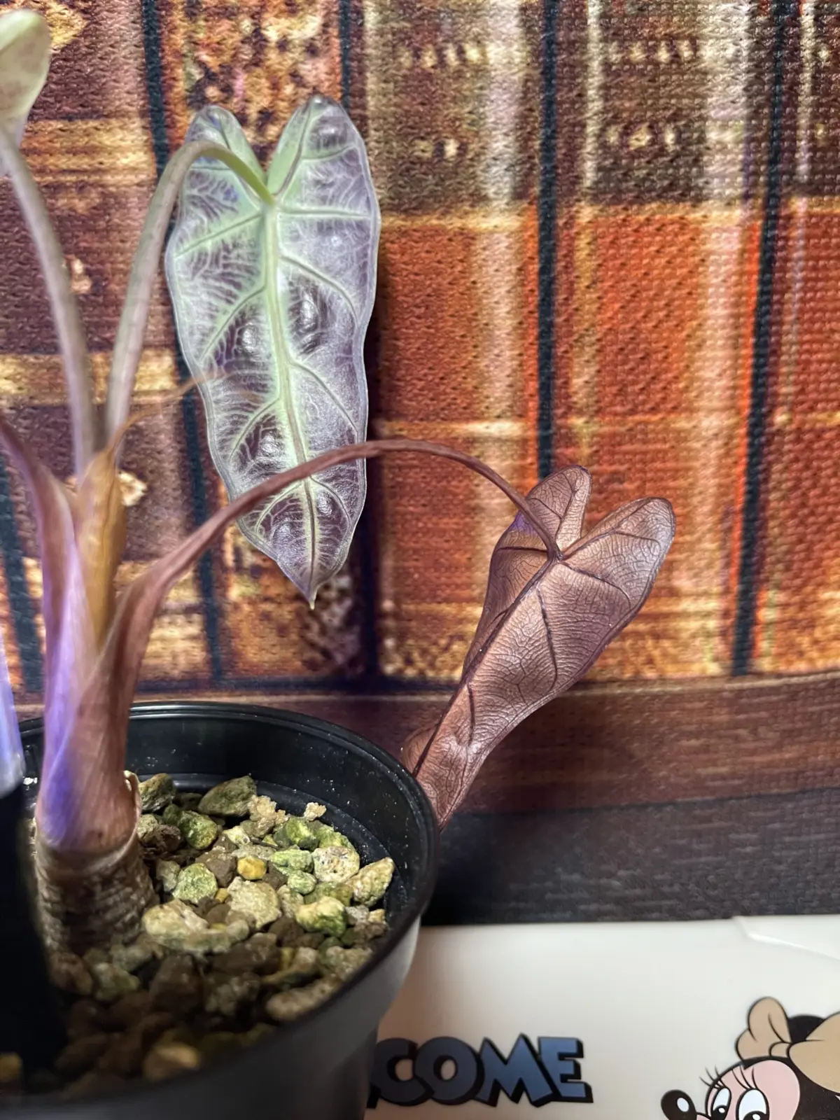 アロカシア　バンビーノ斑入り