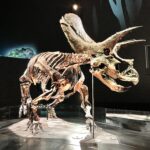 slnumcのアバター