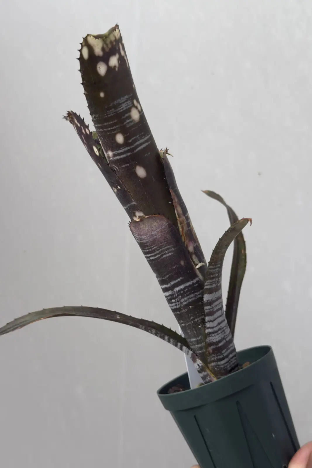 ビルベルギア バージニア