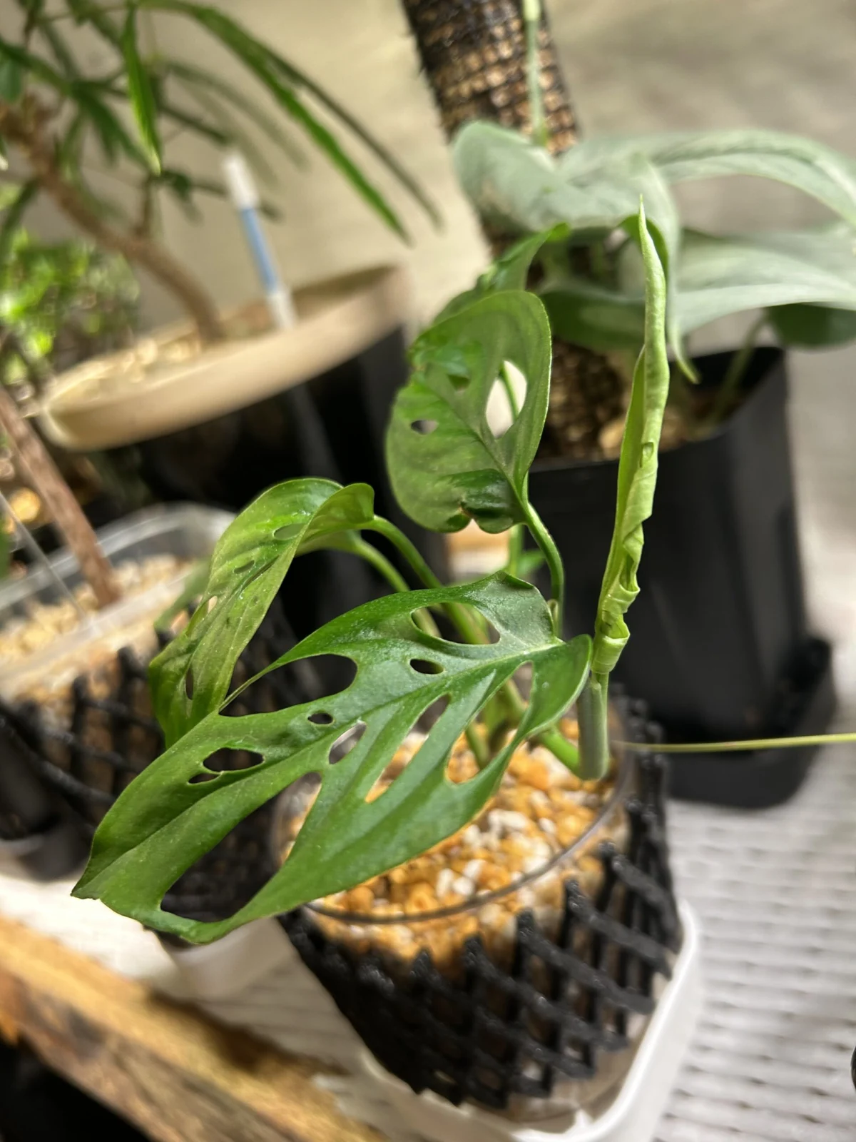 モンステラ　ラニアータ