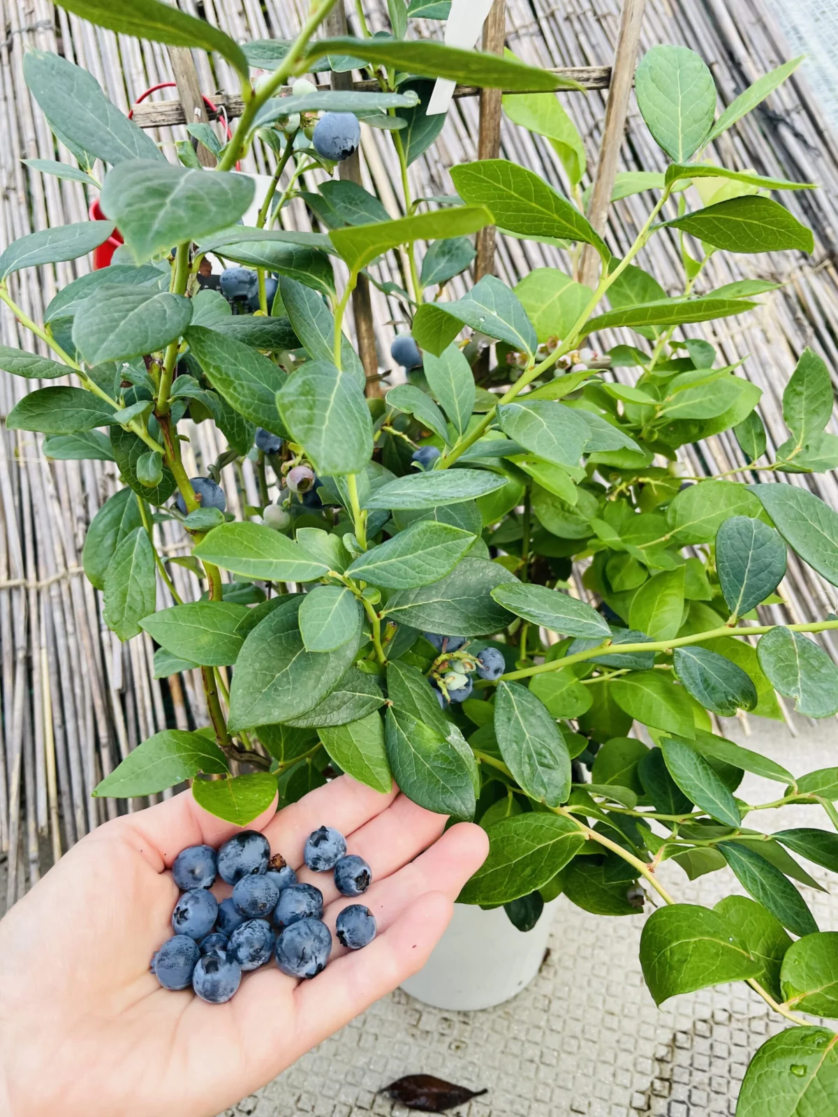 ブルーベリー　実　収穫