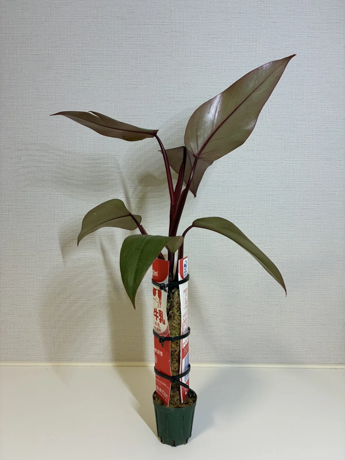 フィロデンドロン　