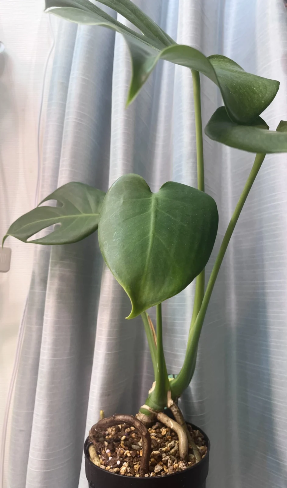 モンステラ – Plants Navi モンステラ – Plants Navi