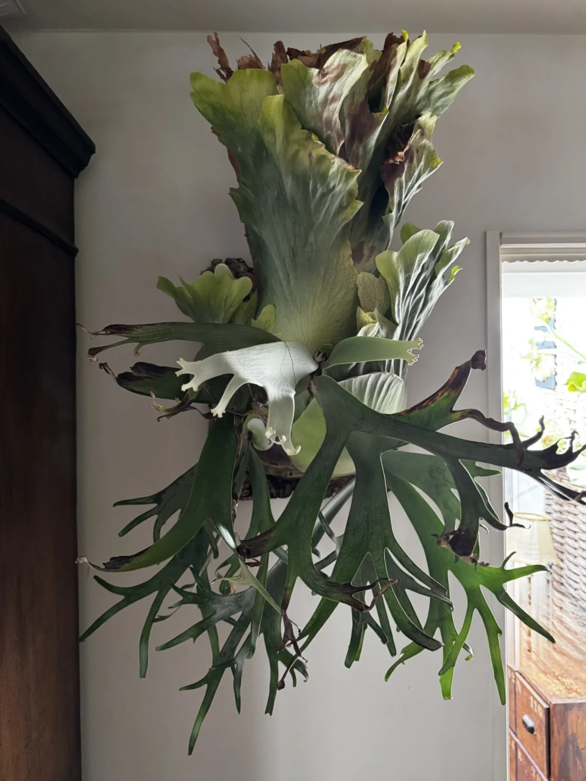 ビカクシダ　ウィリンキーボゴールミスタースーダン　板付 ビカクシダ ウイリンキー ボゴールミスタースーダン – Plants Navi