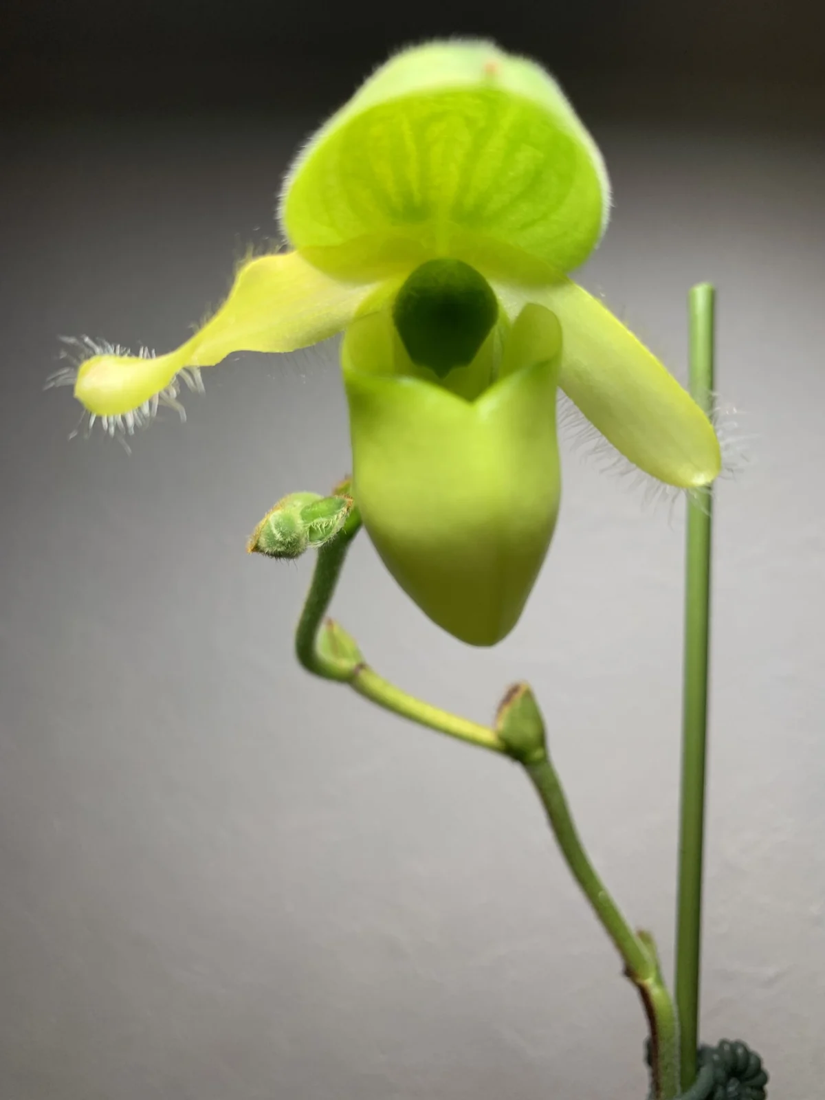 パフィオペディラム　プリムリナム　花