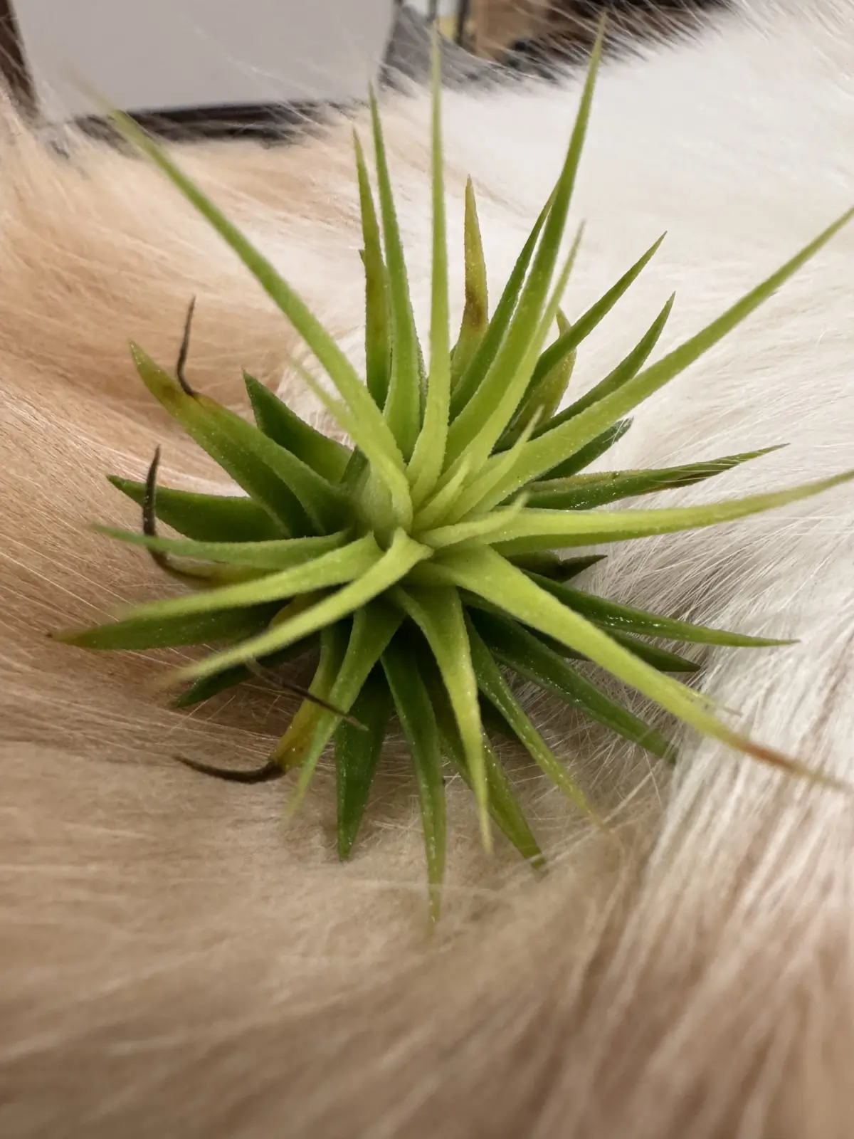 ティランジア　イオナンタ