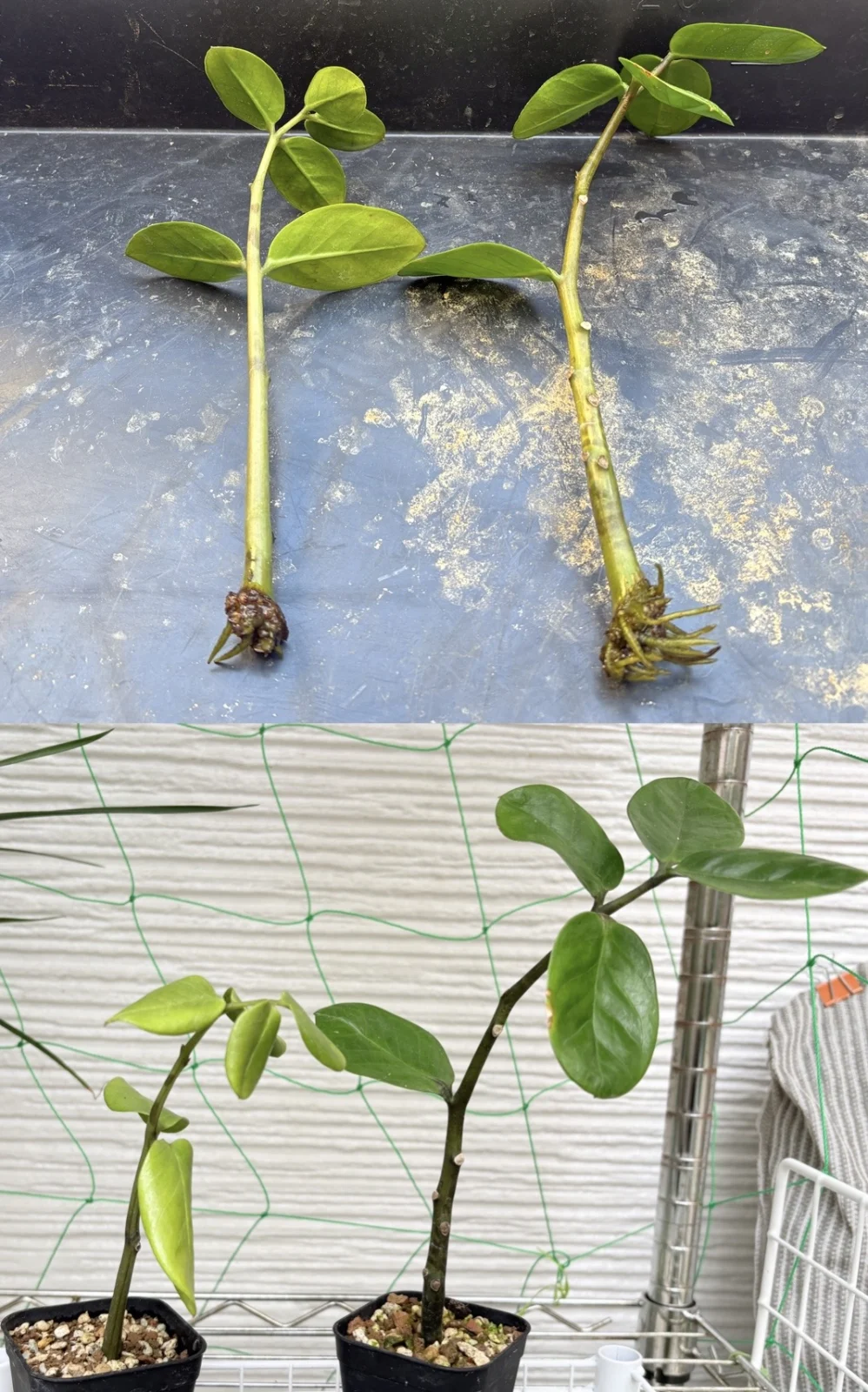 ザミオクルカス ザミフォーリア ‘Zamioculcas zamiifolia’