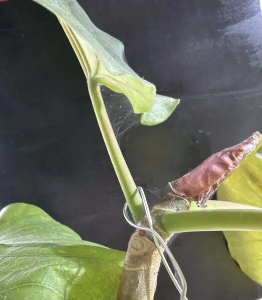 フィカス ウンベラータ ハダニ 害虫